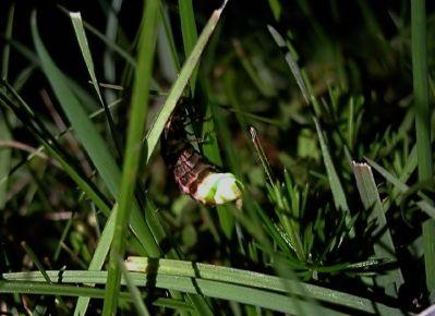 glow-worm, Lampyris noctiluca