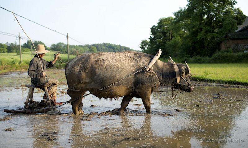 Anhui, rice, buffalo, paddyfield